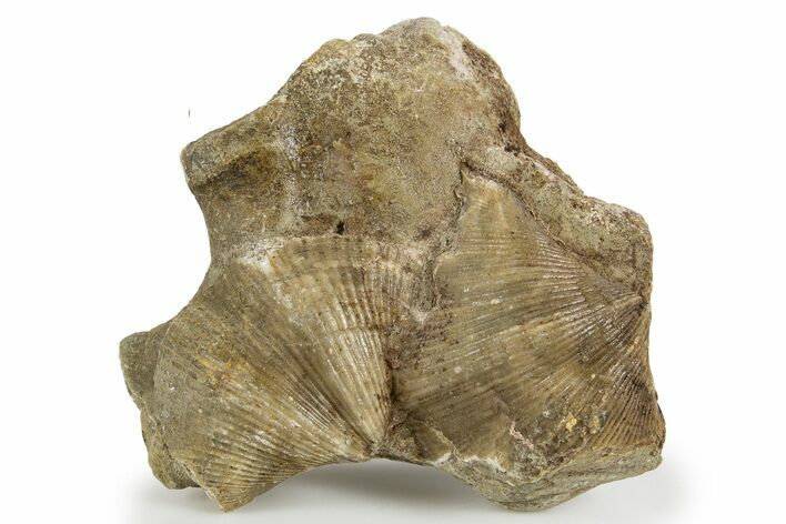 Fossil Brachiopod (Cyrtospirifer) Plate - Russia #322171